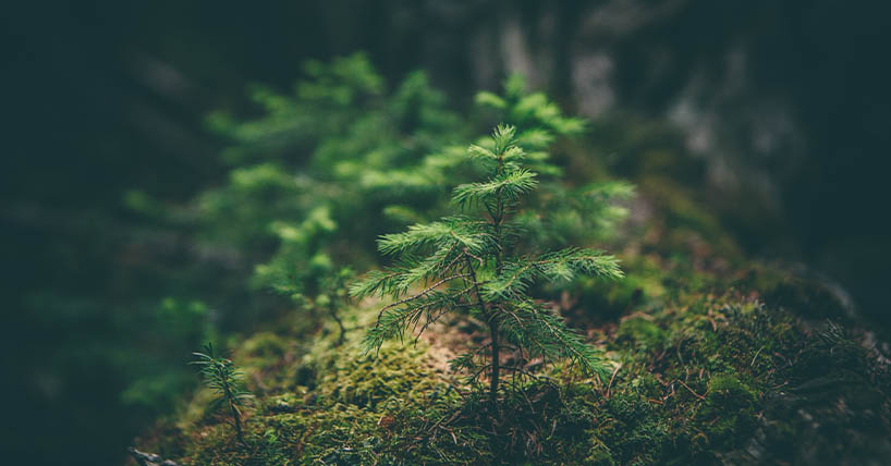 A tree growing on the forest floor